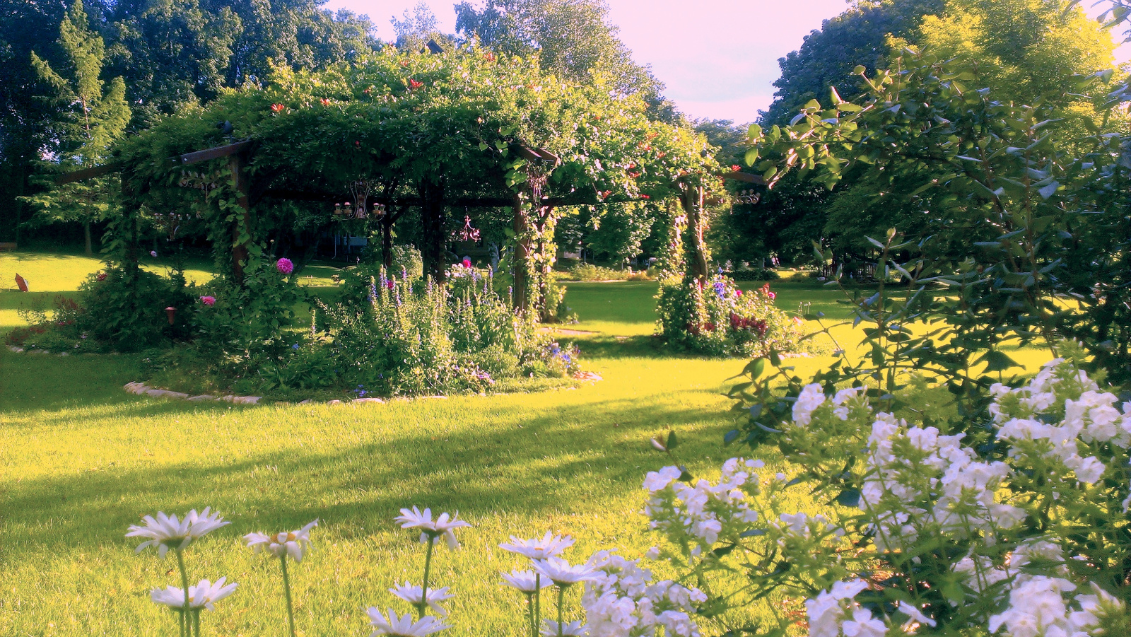 Trumpet Vine in bloom on the canopy with Lobelia, Delphinium, Dahlia and Roses in flower around the Flowering Gazebo and white Daisy and Phlox in the very front